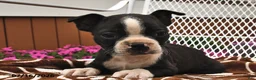 Boston Terrier dogs for sale: Lola  - Ad 1