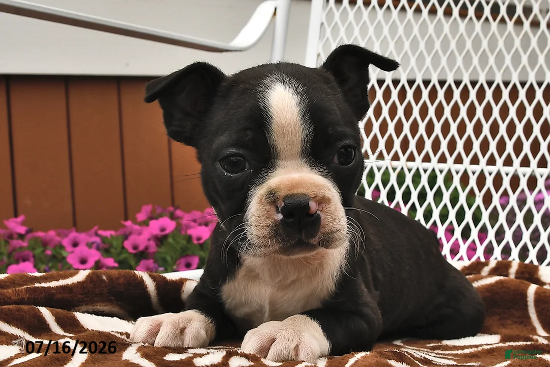 Boston Terrier dogs for sale: Lola  - Ad 1
