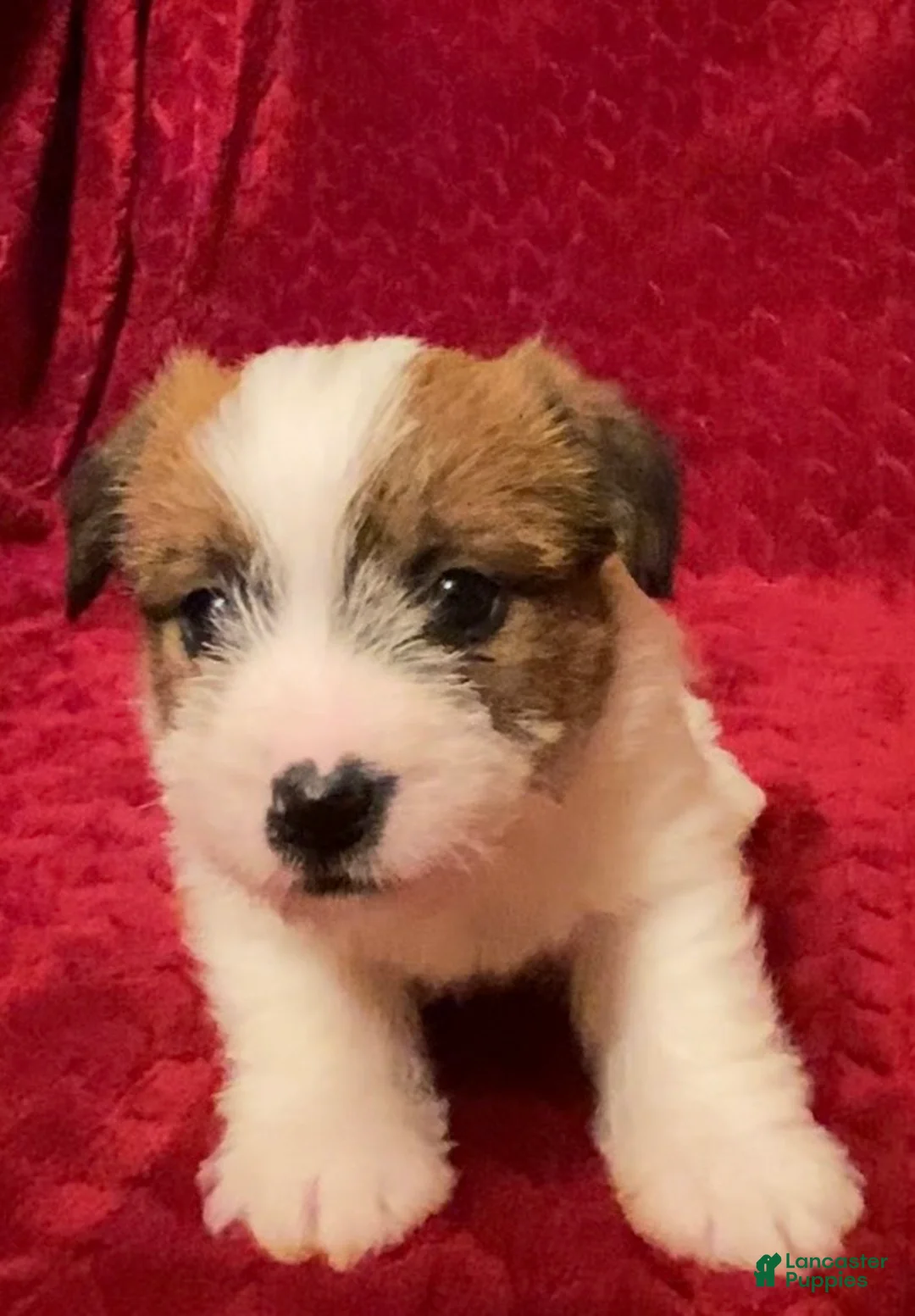 Jack Russell Terrier dogs for sale: Jack Russell Terrier Puppy 2 - Ad 10