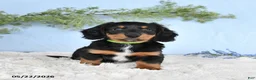 Miniature Dachshund dogs for sale: Hunter - Ad 1
