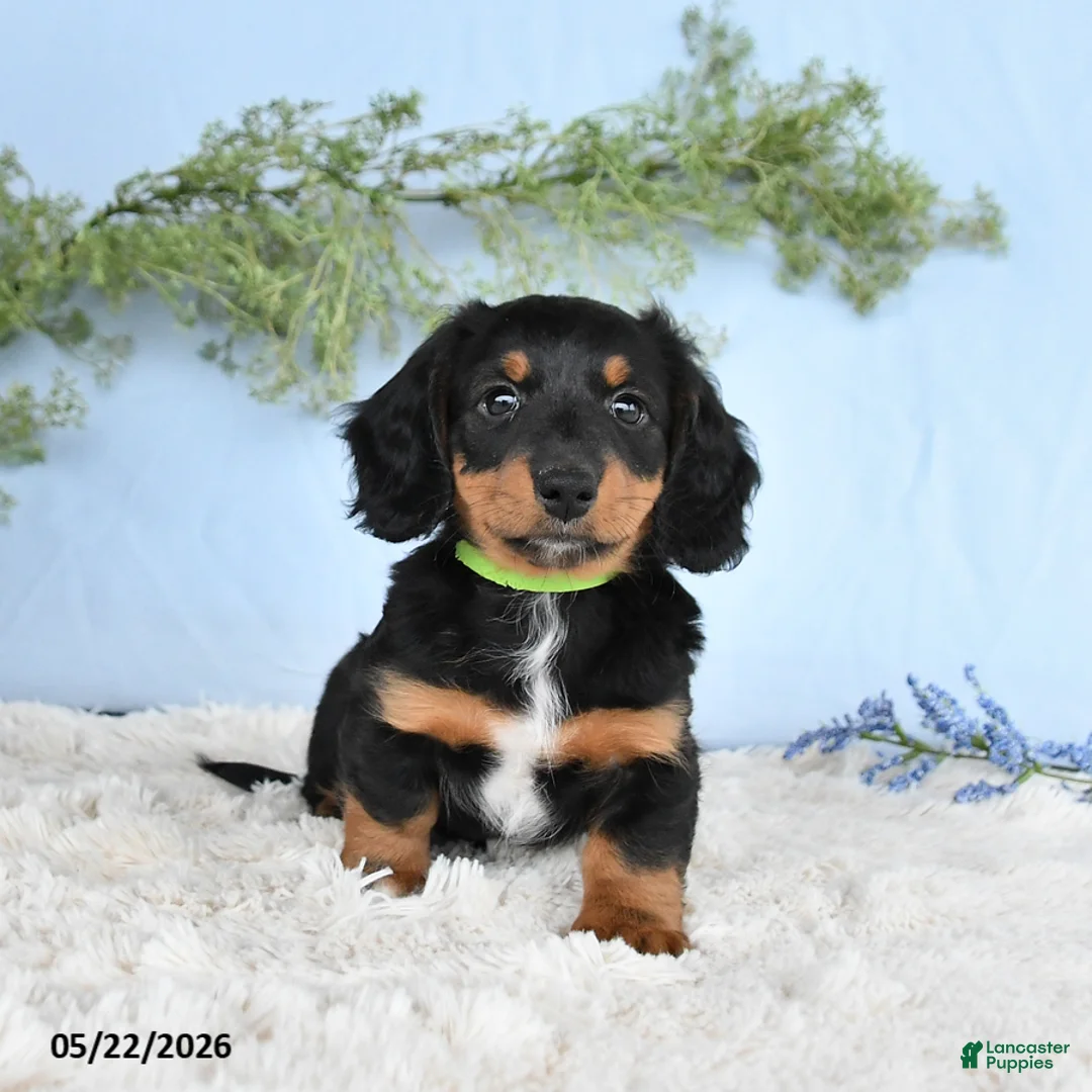 Miniature Dachshund dogs for sale: Hunter - Ad 1