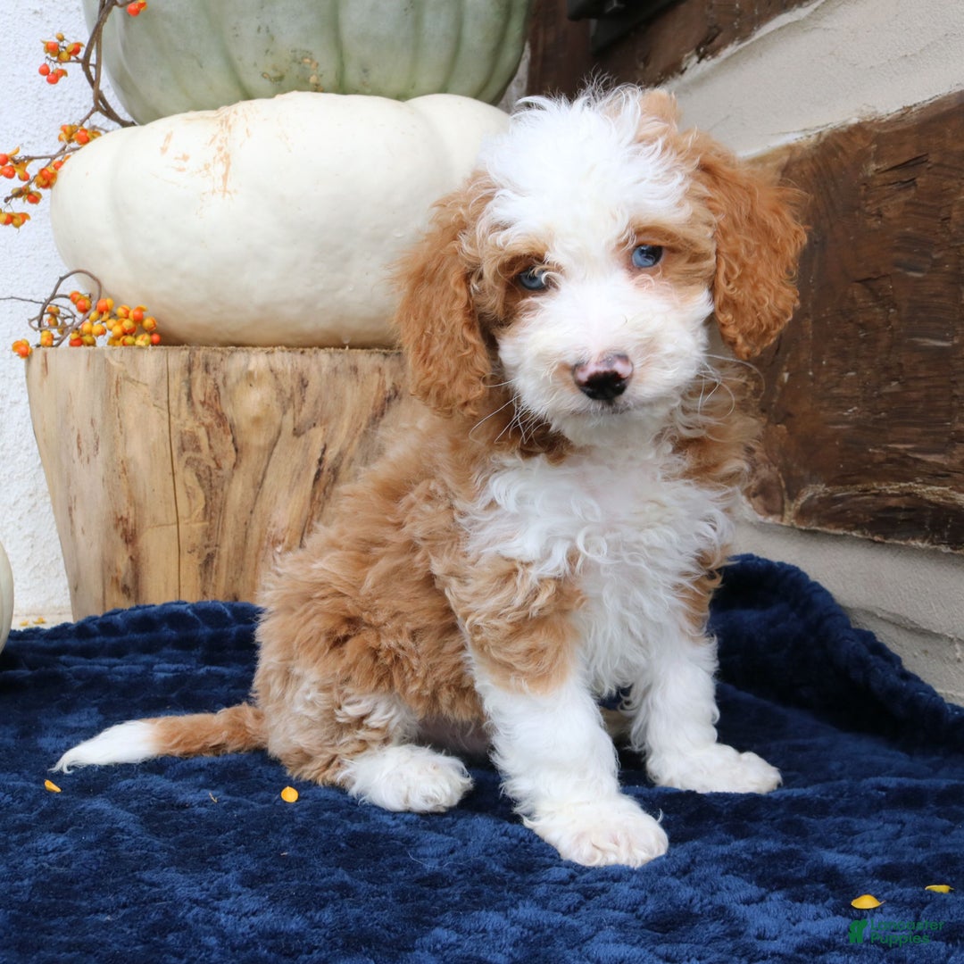 Mini Bernedoodle dogs for sale: Kirk  - Ad 2