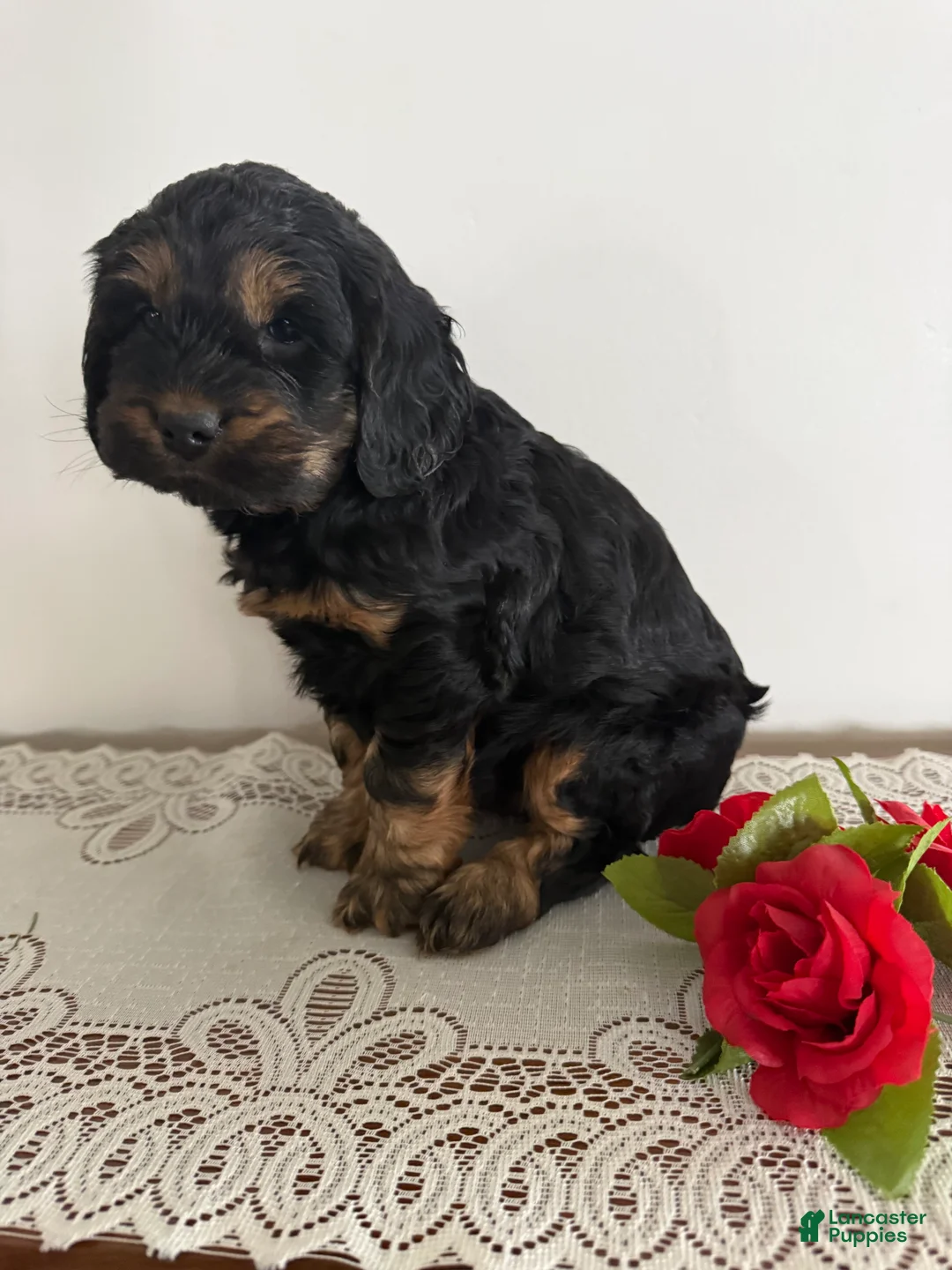 Cockapoo dogs for sale: Cockapoo Puppy 5 - Ad 3