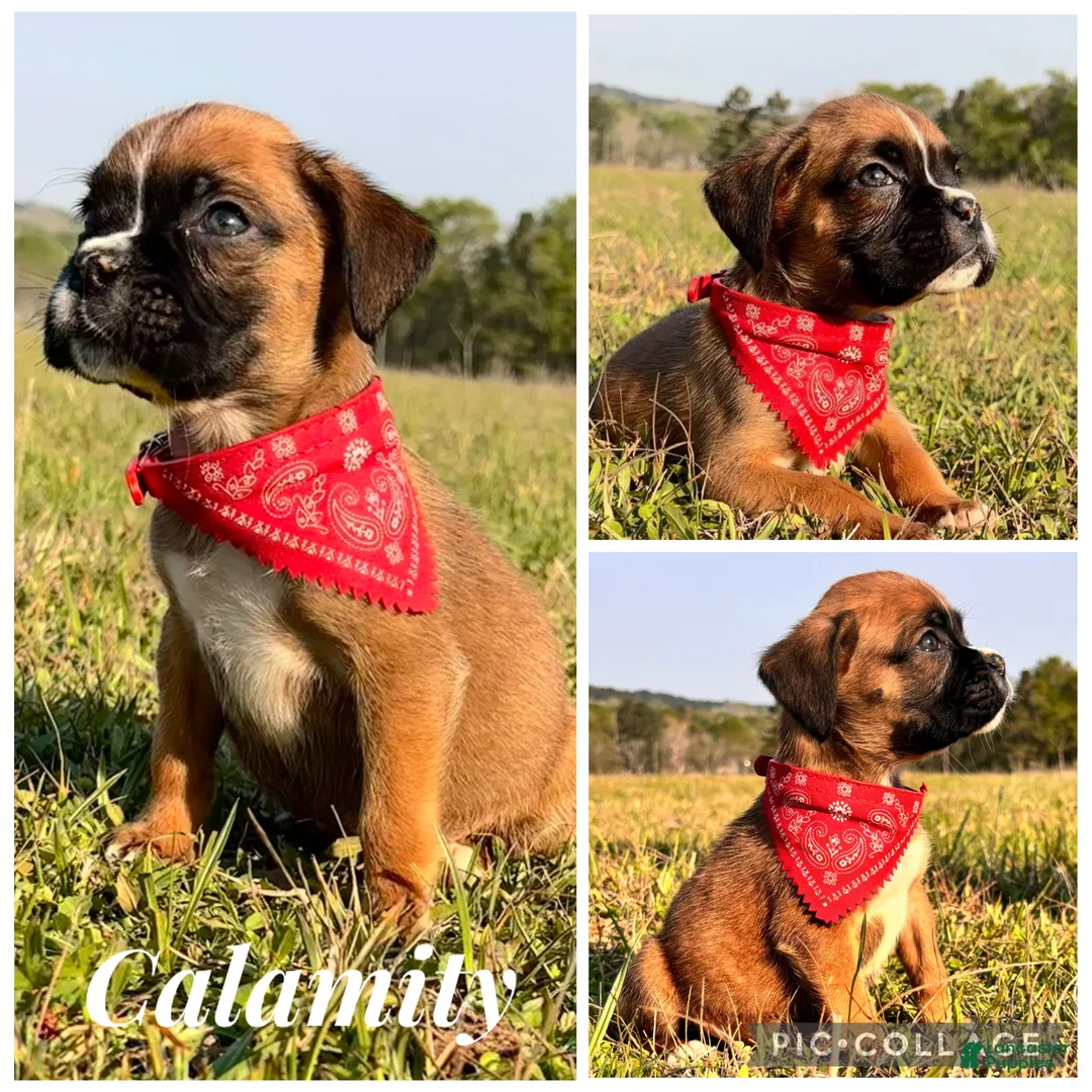 Boxer dogs for sale: Female Boxer Puppy - Calamity  - Ad 1