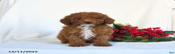 Toy Poodle dogs for sale: Vega - Ad 5