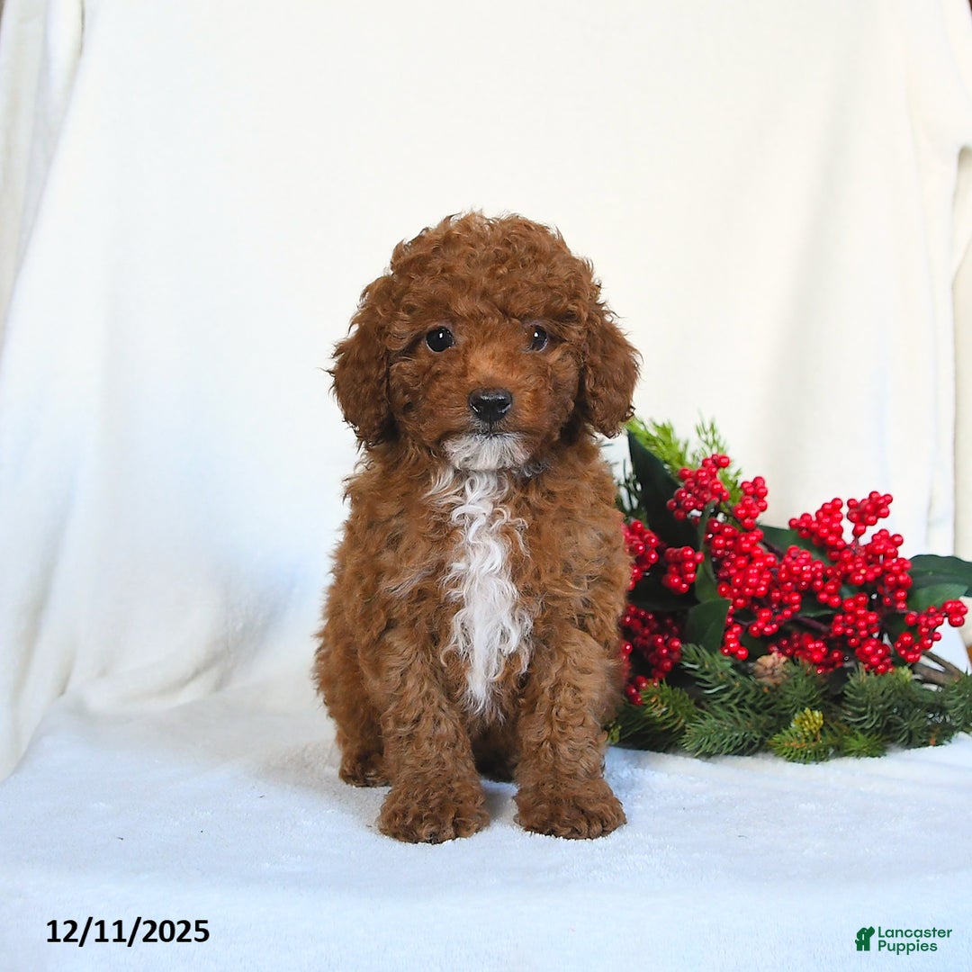 Toy Poodle dogs for sale: Vega - Ad 5
