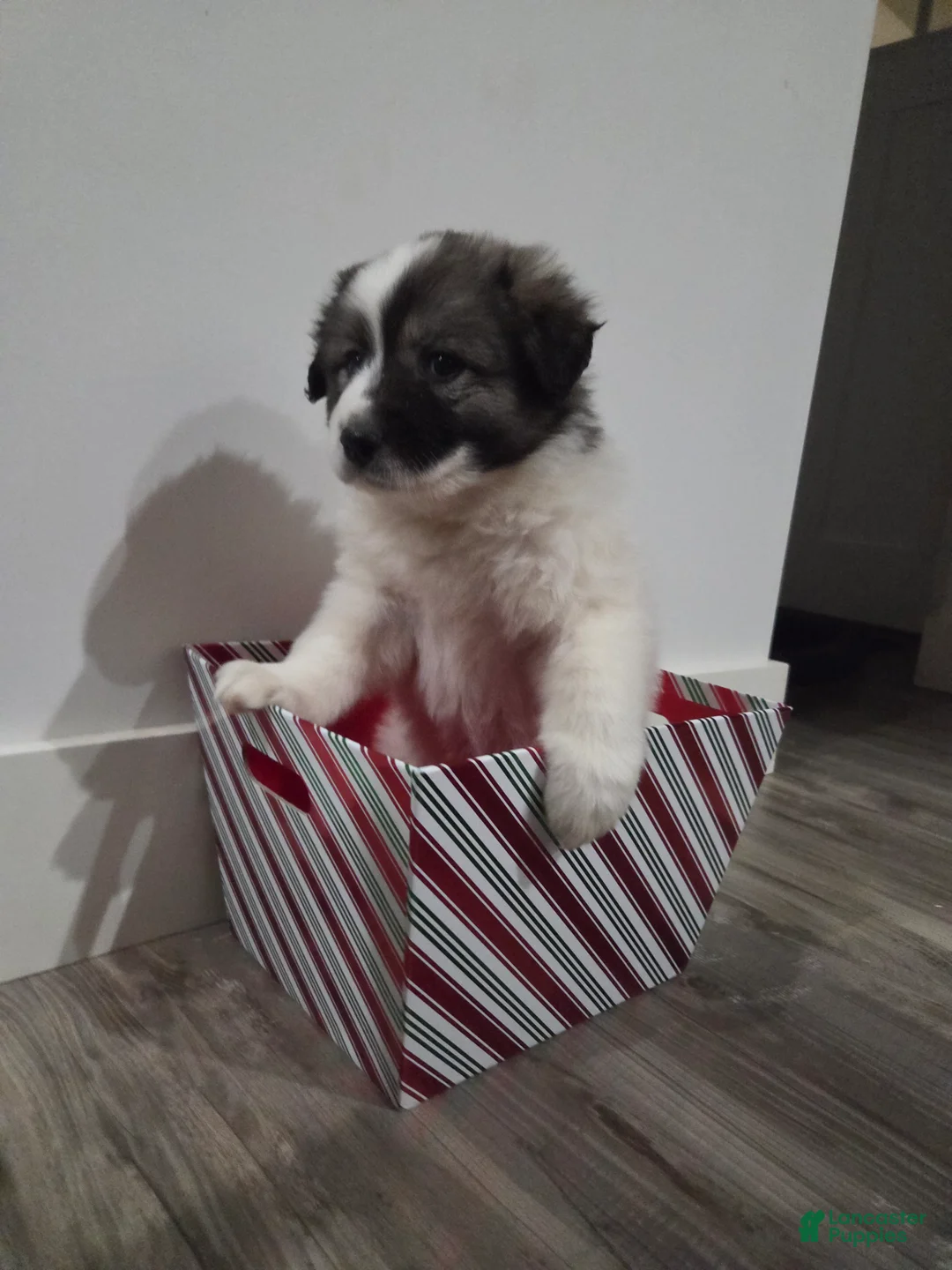 Great Pyrenees dogs for sale: Holly - Ad 5