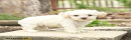 Bichpoo dogs for sale: Vladamer - Ad 2