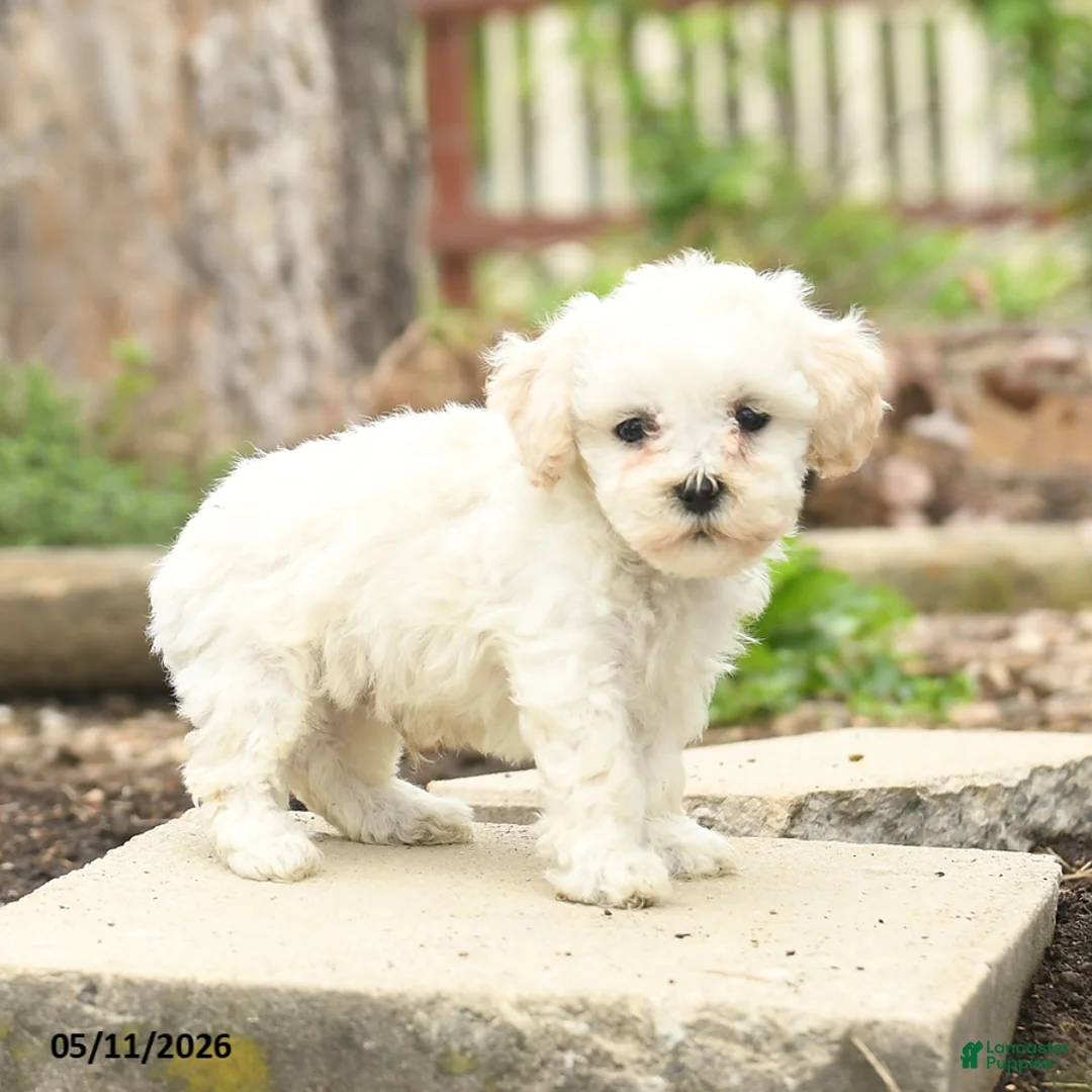 Bichpoo dogs for sale: Vladamer - Ad 2