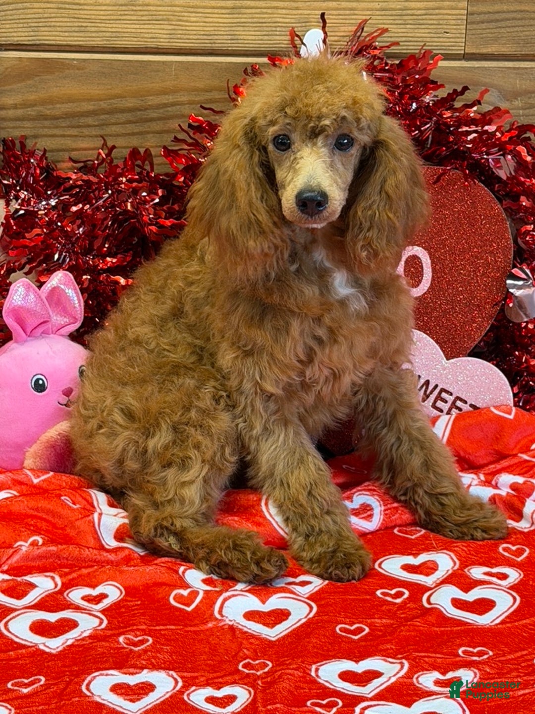 Miniature Poodle dogs for sale: Ruby - Ad 1
