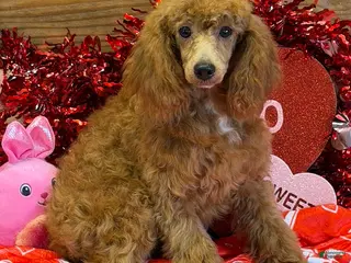 Miniature Poodle dogs Ruby - Ad 8