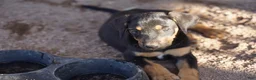 Mixed Breed dogs for sale: Doberdane Blk/Rst F - Ad 8