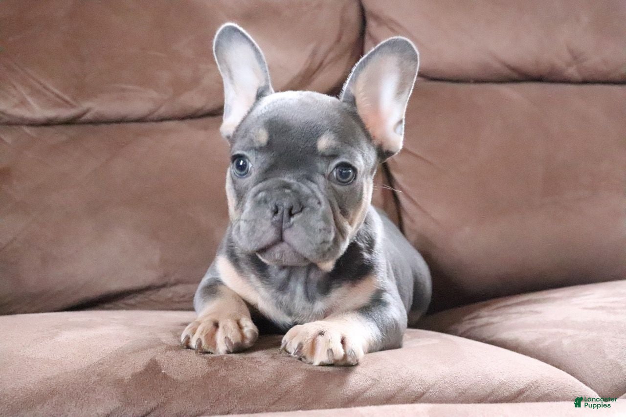 French Bulldog dogs Sandler - Ad 11