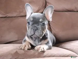 French Bulldog dogs Sandler - Ad 26