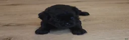 Shih Tzu dogs for sale: Sable - Ad 5