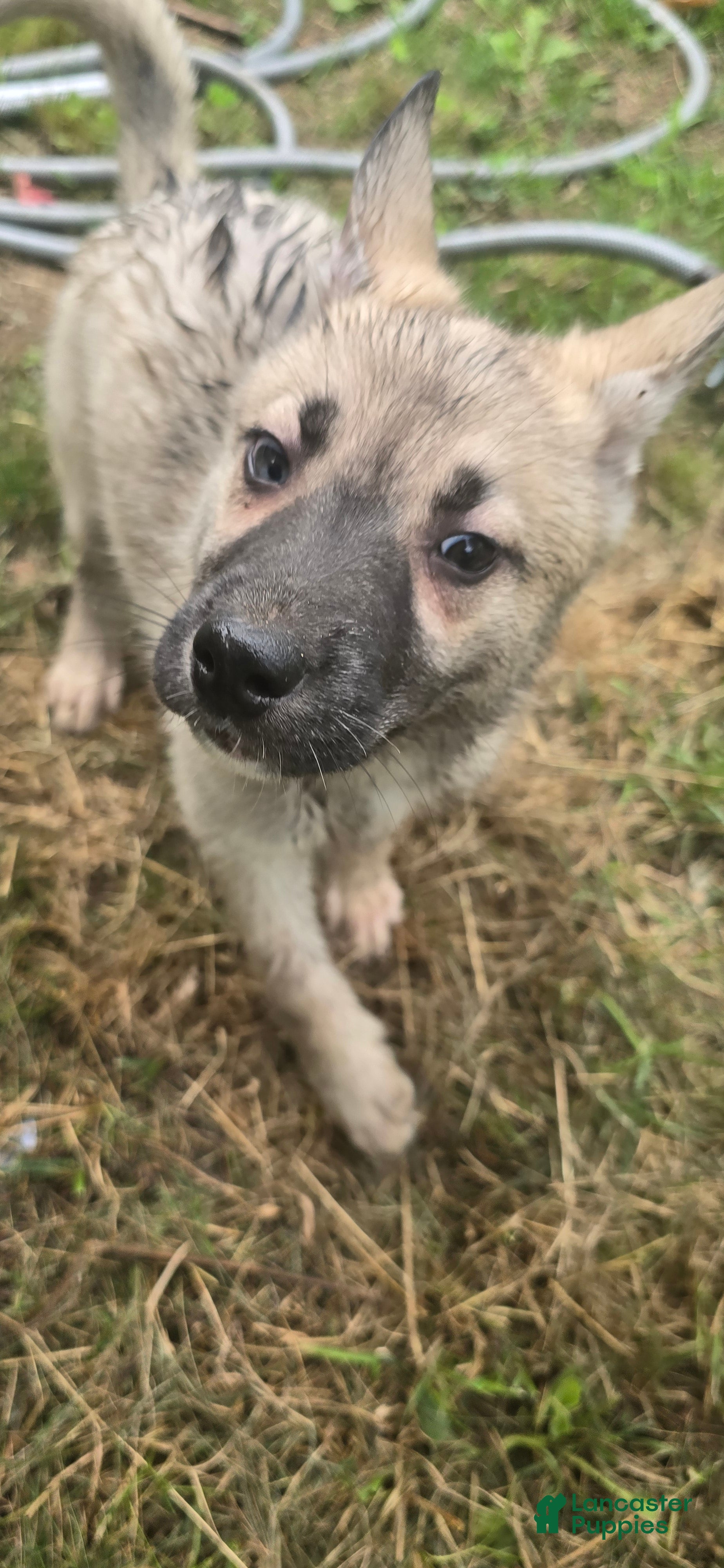 Gerberian Shepsky dogs Gerberian Shepsky 6 - Ad 2