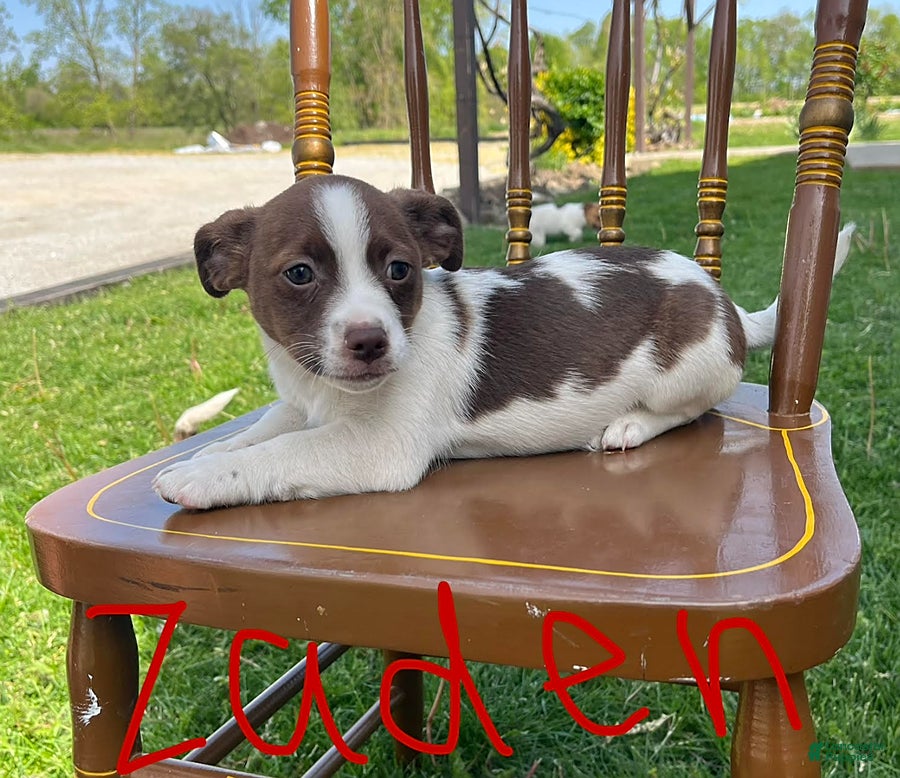 Jack Russell Terrier dogs Zaden - Ad 1