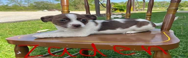 Zaden