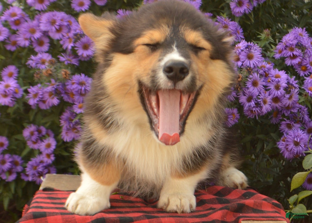 Welsh Corgi Pembroke dogs for sale: Randy 🌟 ADOPTION SPECIAL - Ad 10