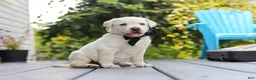 Labrador Retriever dogs for sale: Julep - Ad 13