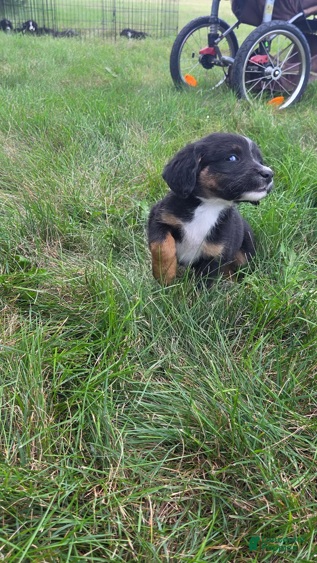 Bernedoodle dogs for sale: Bernedoodle Pink - Ad 2