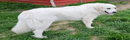 Great Pyrenees dogs for sale: Great Pyrenees Puppy 1 - Ad 4