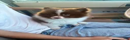 Pomeranian dogs for sale: Cocoa - Ad 6