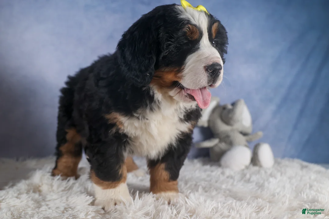 Bernese Mountain Dog dogs for sale: HEIDI - Ad 1