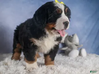Bernese Mountain Dog dogs HEIDI - Ad 3