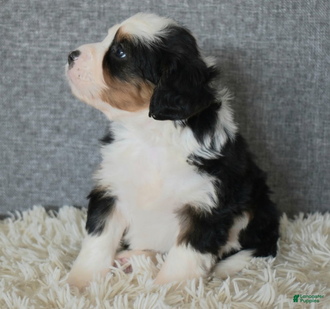 Mini Bernedoodle dogs for sale: Mindy - Ad 4