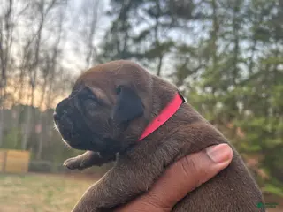 Cane Corso dogs Phoenix - Ad 26