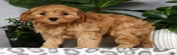 Cavapoo dogs for sale: Wesley - Ad 4