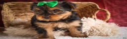 Yorkshire Terrier dogs for sale: DUKE - Ad 11
