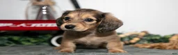 Miniature Dachshund dogs for sale: Penny - Ad 2