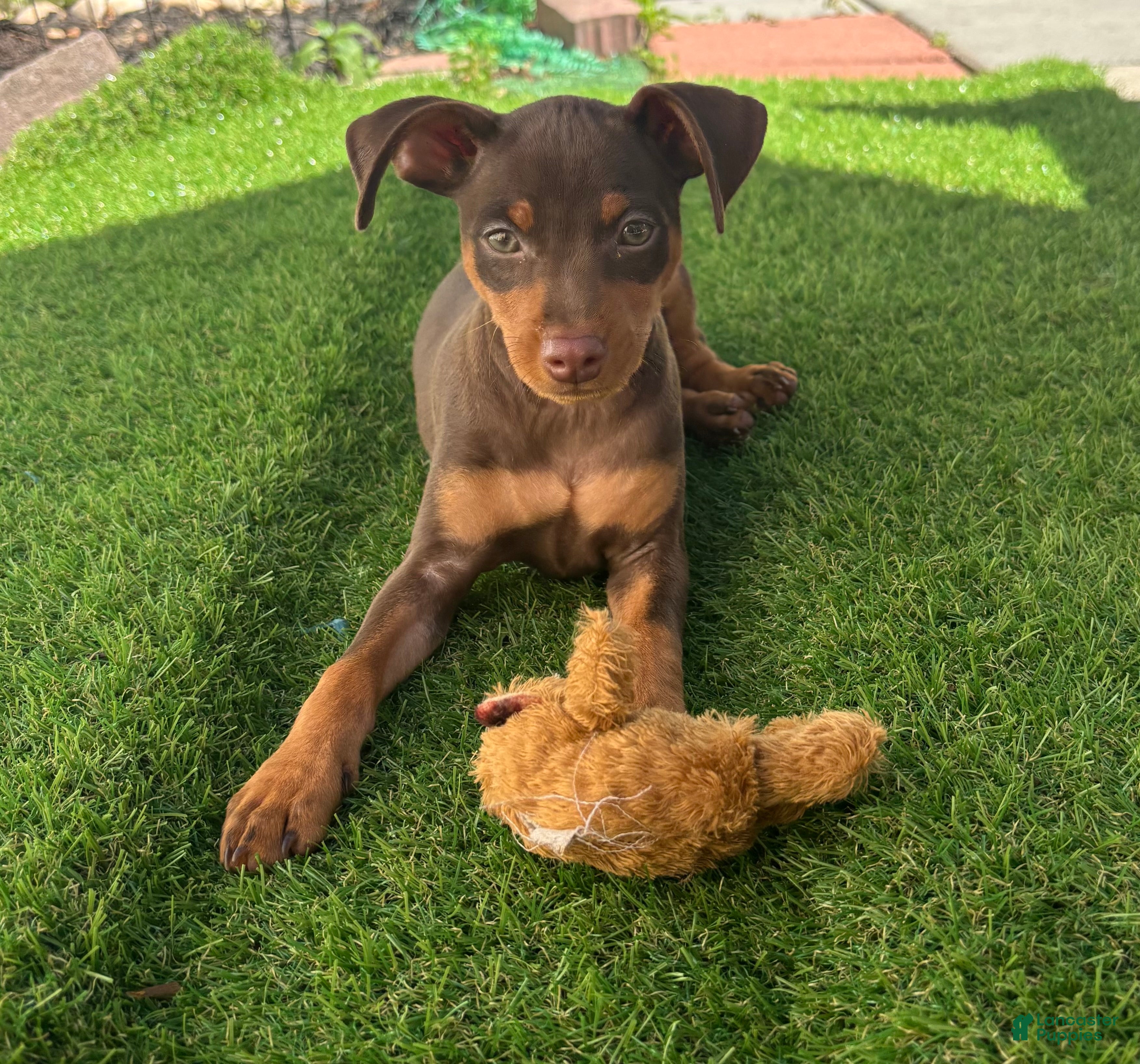 Miniature Pinscher dogs Dunkin - Ad 35