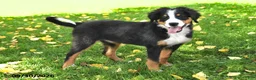 Bernese Mountain Dog dogs for sale: CeCe - Ad 1