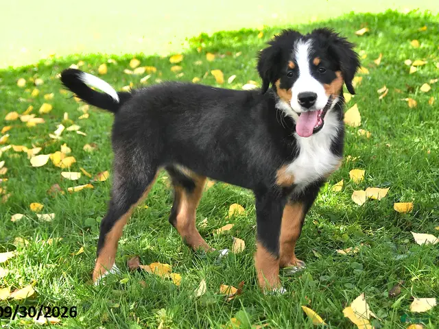 Bernese Mountain Dog dogs for sale: CeCe - Ad 1