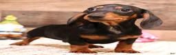 Miniature Dachshund dogs for sale: Snoopy - Ad 4