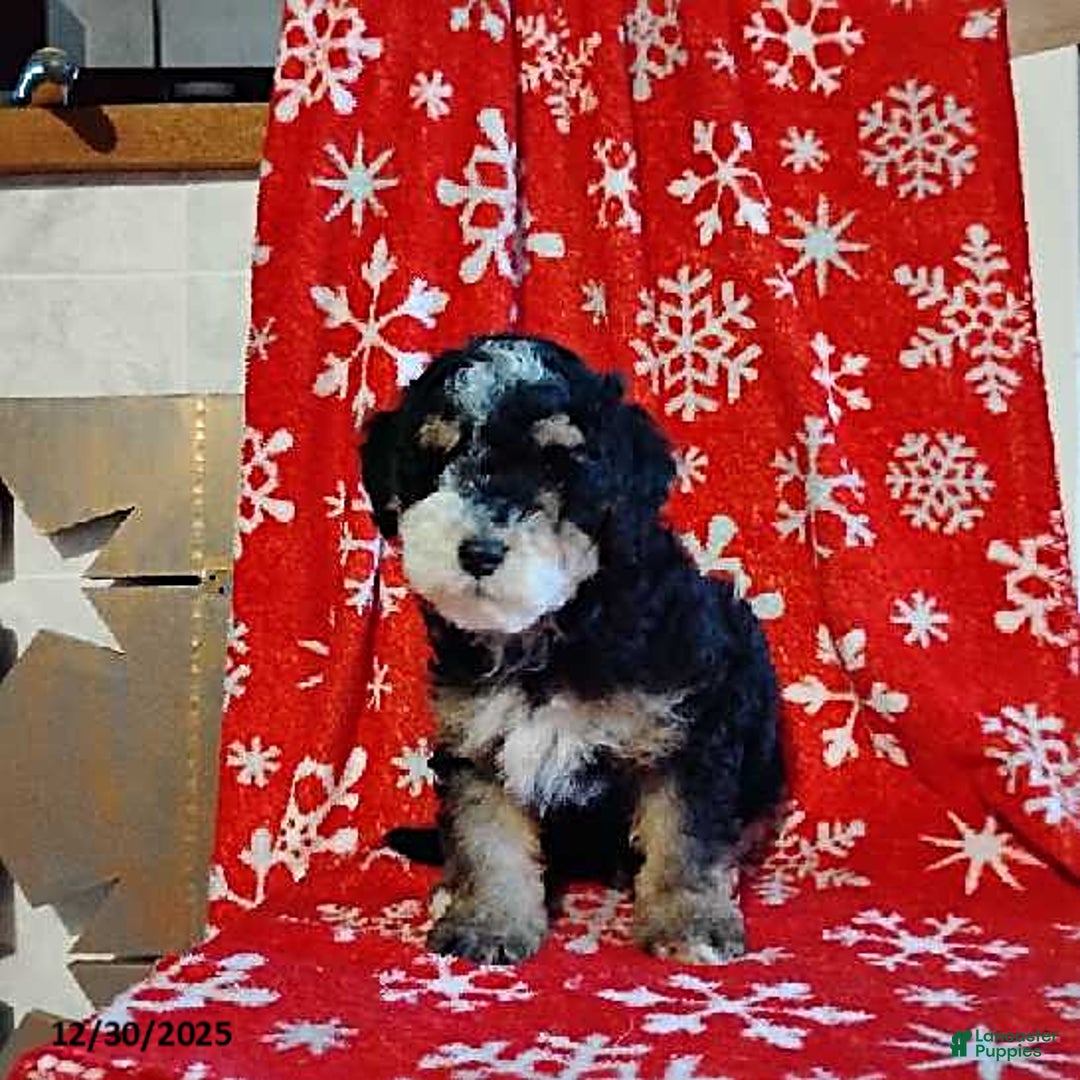 Mini Bernedoodle dogs for sale: Ranger - Ad 4