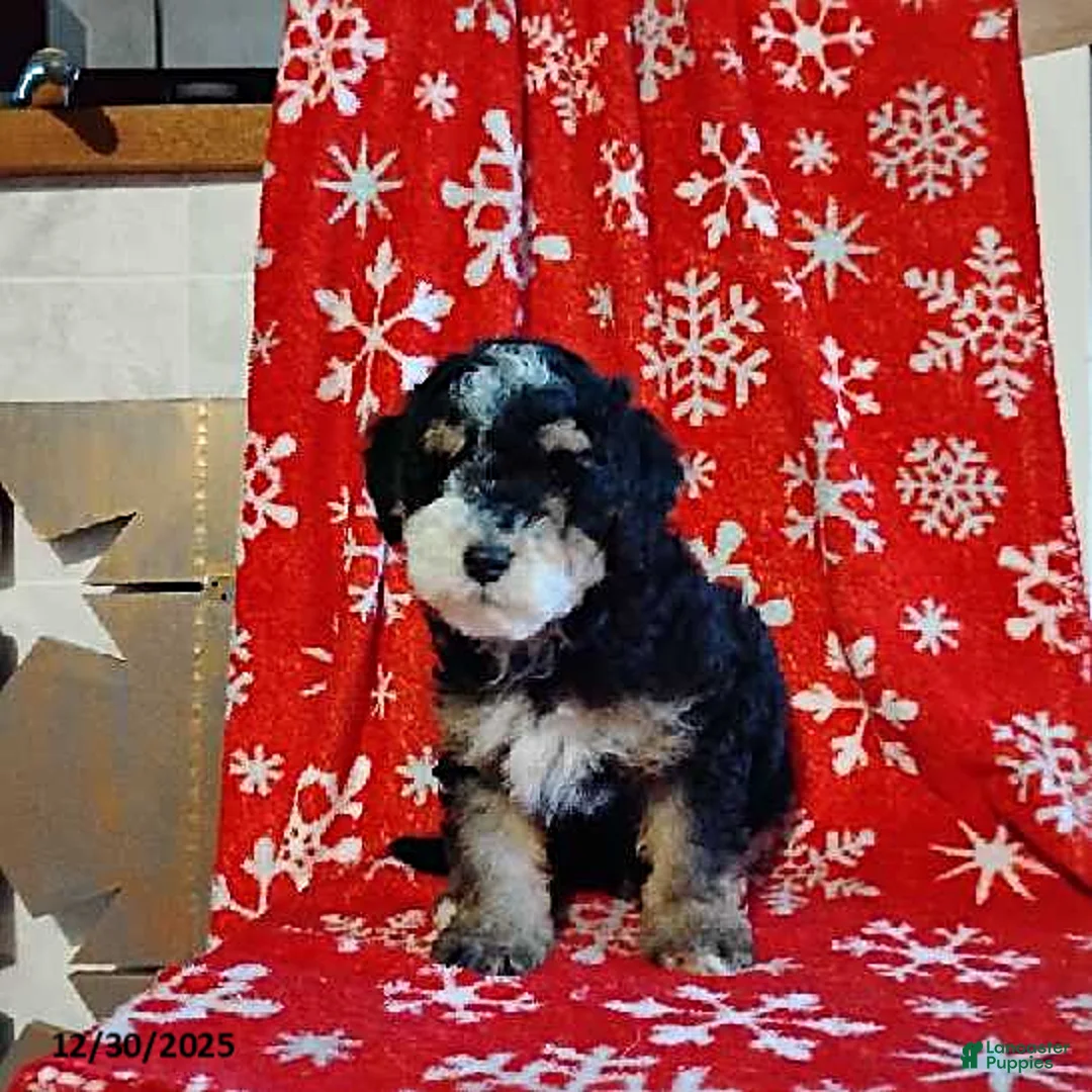 Mini Bernedoodle dogs for sale: Ranger - Ad 4