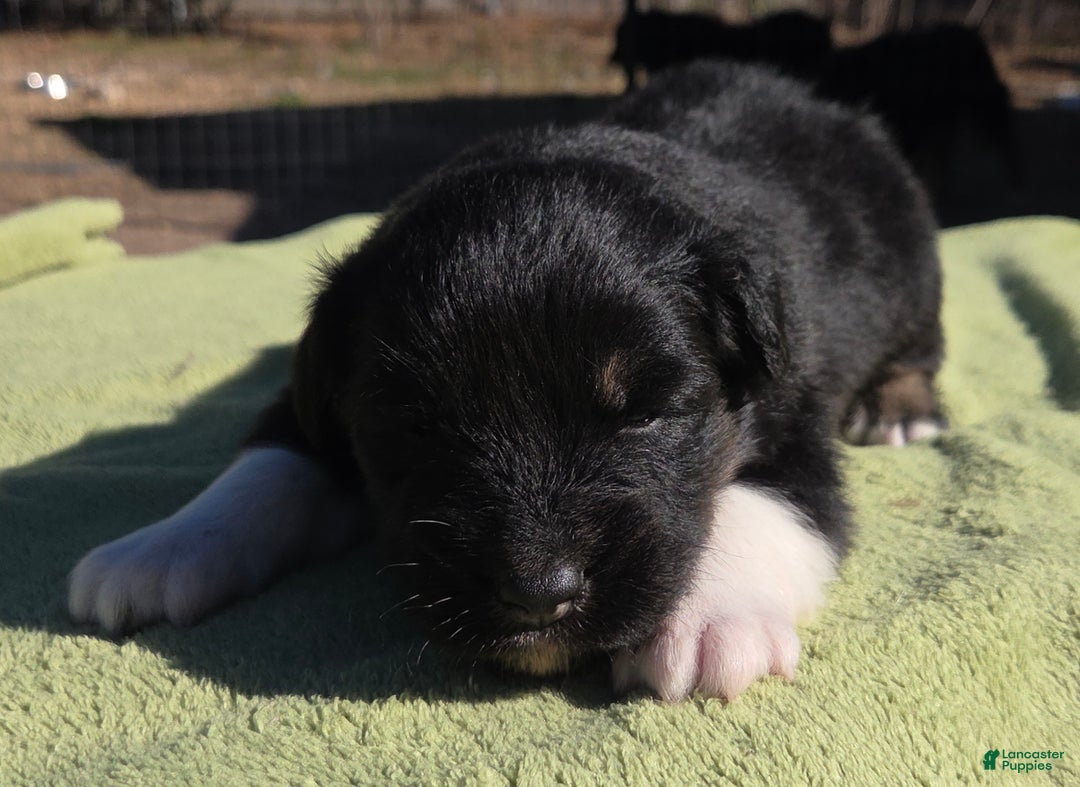 Australian Shepherd dogs for sale: Neil - Ad 3