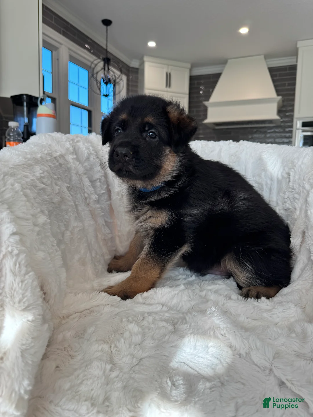 German Shepherd dogs for sale: German Shepherd Puppy 1 - Ad 17
