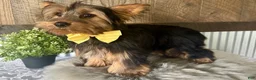 Yorkshire Terrier dogs for sale: Miles - Ad 5