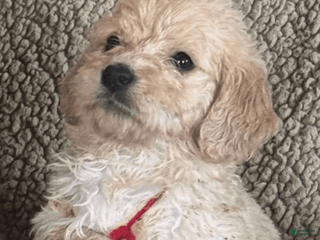 Goldendoodle dogs - Ad 8