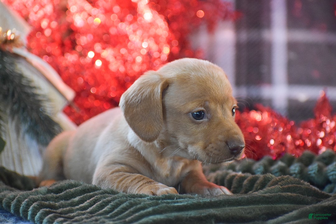 Dachshund dogs for sale: Cookie - Ad 4