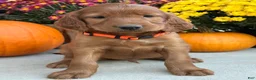 Irish Setter dogs for sale: Sailor - Ad 6