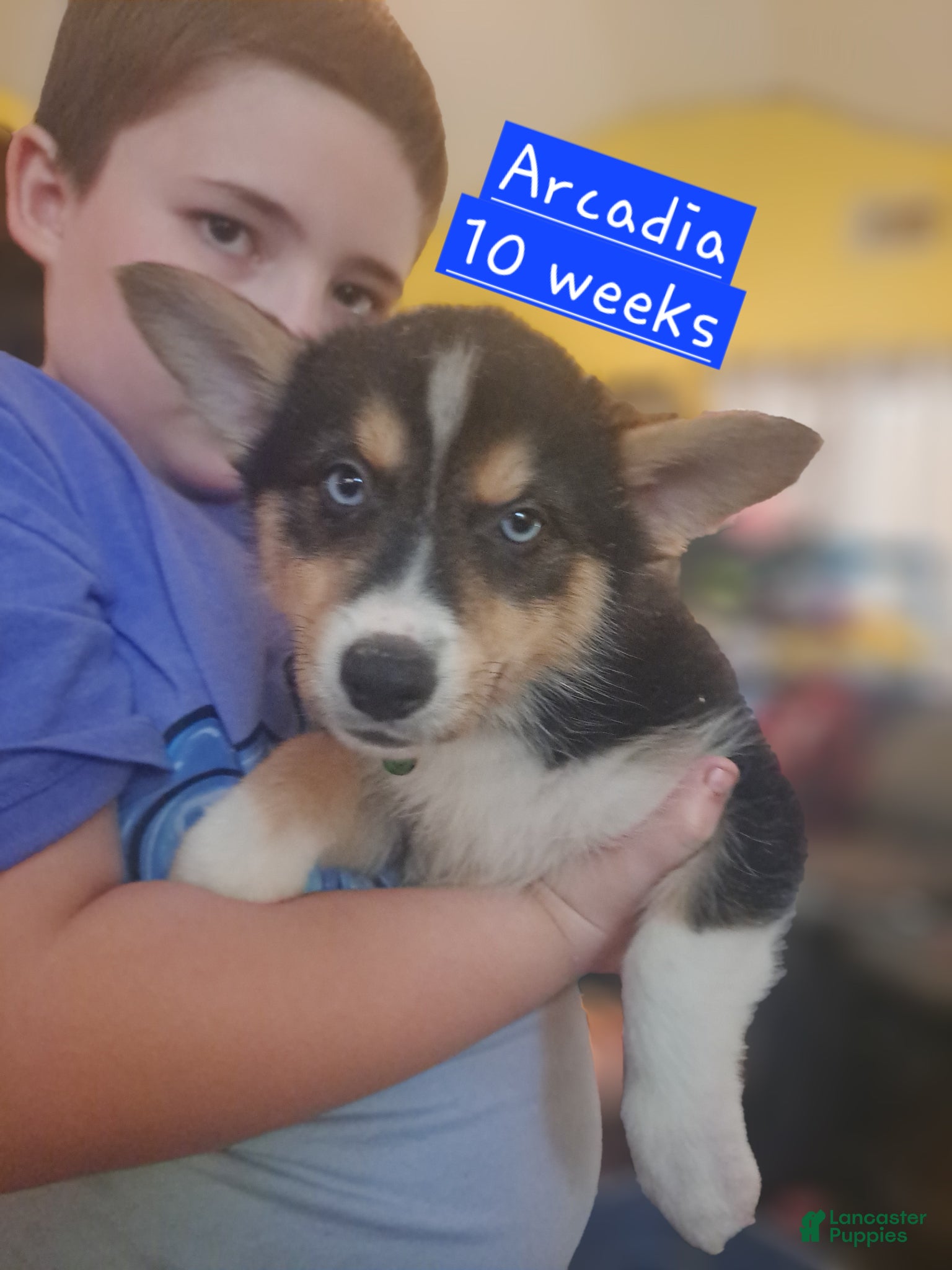 Mixed Breed dogs for sale: Arcadia - Ad 2