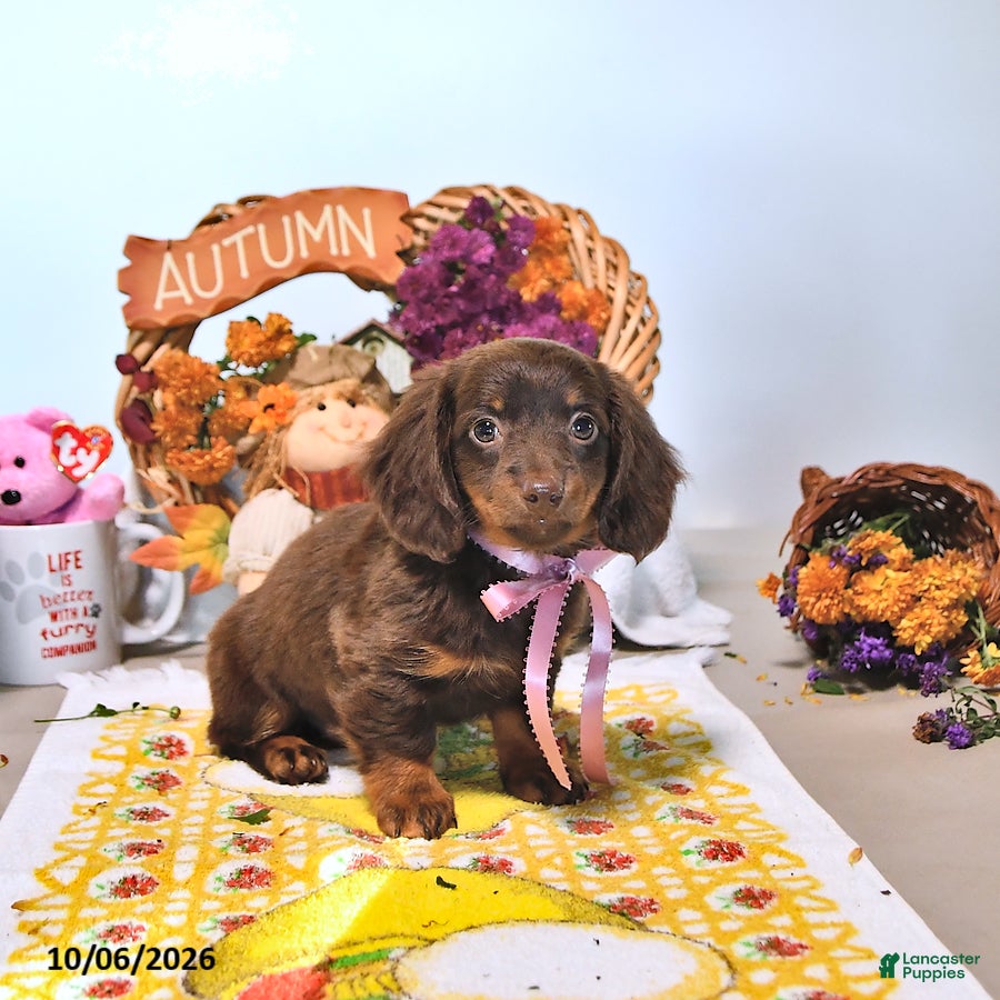 Dachshund dogs Minnie - Ad 1