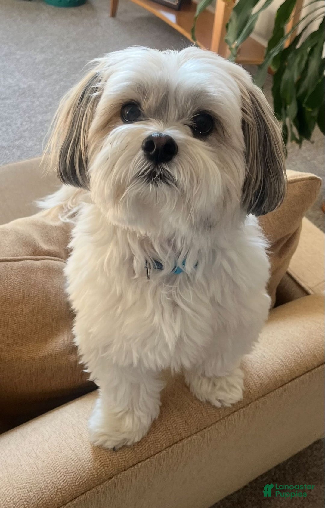 Mixed Breed dogs for sale: Mixed Breed Puppy 6 - Ad 1