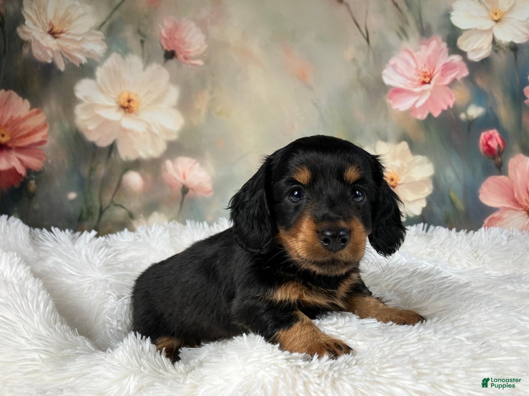 Miniature Dachshund dogs for sale: AKC-Murphy - Ad 2